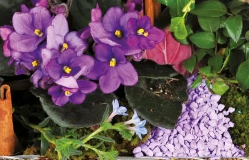 Assemblage De Plantes Le Jardin Enchanté -Boutique Fleur Deuil assemblage de plantes le jardin enchante 2