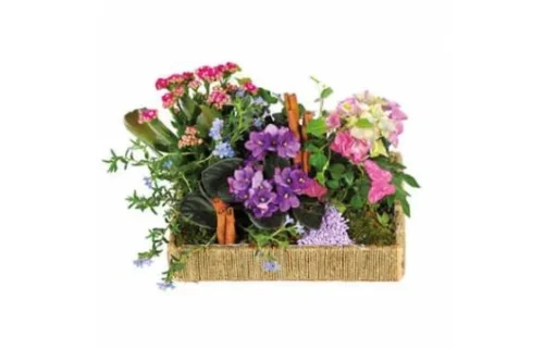 Assemblage De Plantes Le Jardin Enchanté