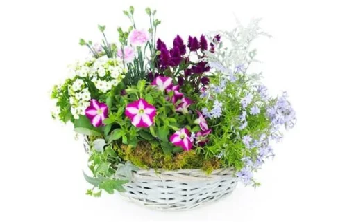 Assemblage De Plantes Rose Et Mauve "Rosea"