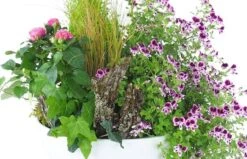 Boutique Fleur Deuil -Boutique Fleur Deuil assemblage de plantes roses mauves pulchra 1