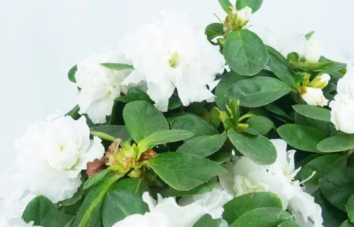 Azalée Blanche Décorée 5 Azalée Blanche Décorée -Boutique Fleur Deuil azalee blanche decoree 2