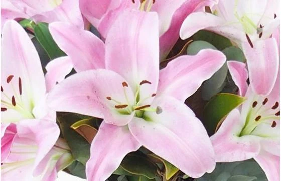 Bouquet De Lys Rose "Bruxelles" 2 Bouquet De Lys Rose "Bruxelles" – Image 2