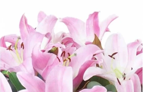 Bouquet De Lys Rose "Bruxelles" 5 Bouquet De Lys Rose "Bruxelles" -Boutique Fleur Deuil bouquet de lys rose bruxelles 2