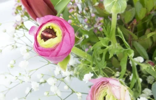 Bouquet De Renoncules "Pimprenelle" 5 Bouquet De Renoncules "Pimprenelle" -Boutique Fleur Deuil bouquet de renoncules pimprenelle 2