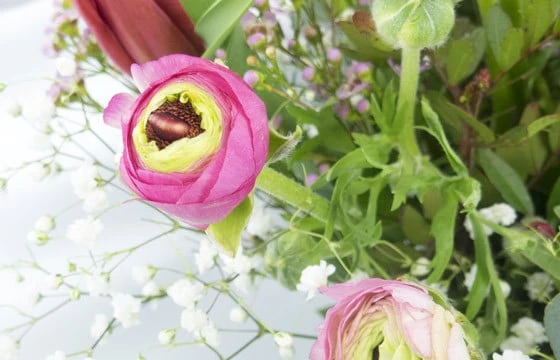 Bouquet De Renoncules "Pimprenelle" 3 Bouquet De Renoncules "Pimprenelle" – Image 3