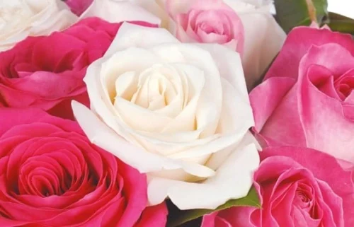 Bouquet De Roses Blanches Et Roses Dolce Vita 5 Bouquet De Roses Blanches Et Roses Dolce Vita -Boutique Fleur Deuil bouquet de roses blanches et roses dolce vita 2