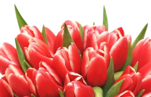 Bouquet De Tulipes Rouges Perle Douce 5 Bouquet De Tulipes Rouges Perle Douce -Boutique Fleur Deuil bouquet de tulipes rouges perle douce 2