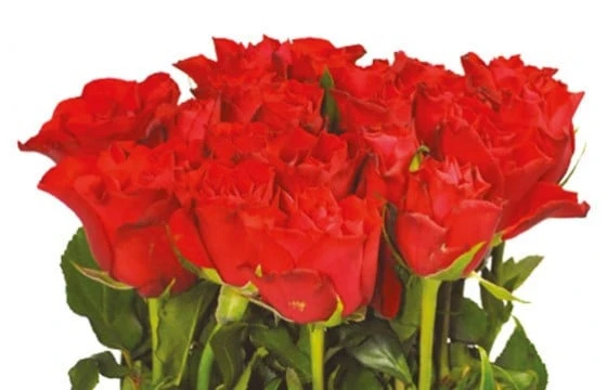 Composition Carrée De Roses Rouges 2 Composition Carrée De Roses Rouges – Image 2