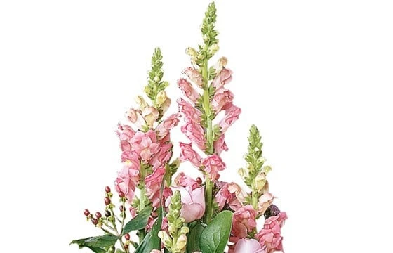 Composition De Deuil Rose Pensées 3 Composition De Deuil Rose Pensées – Image 3