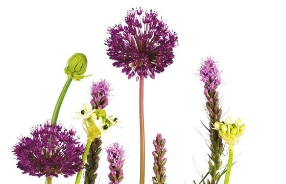 Composition De Fleurs Découverte 2 Composition De Fleurs Découverte – Image 2