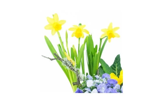 Composition De Plantes Jonquilles En Folie 2 Composition De Plantes Jonquilles En Folie â Image 2