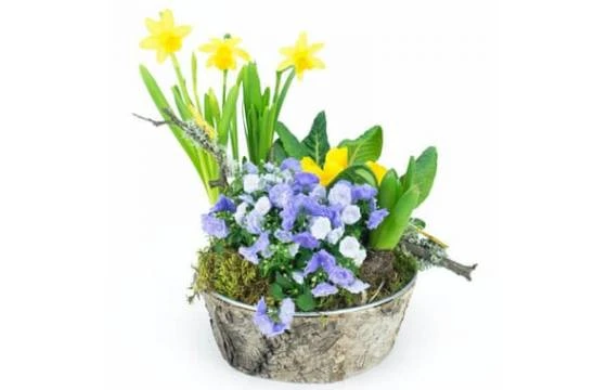 Composition De Plantes Jonquilles En Folie 1 Composition De Plantes Jonquilles En Folie