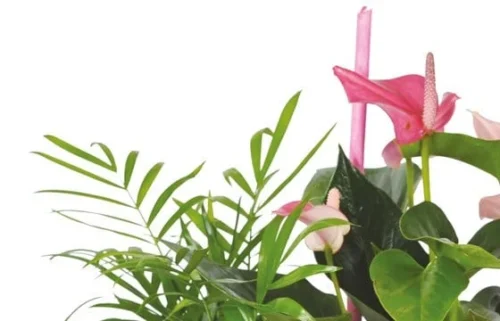 Composition De Plantes Le Jardin Des Druides -Boutique Fleur Deuil composition de plantes le jardin des druides 2