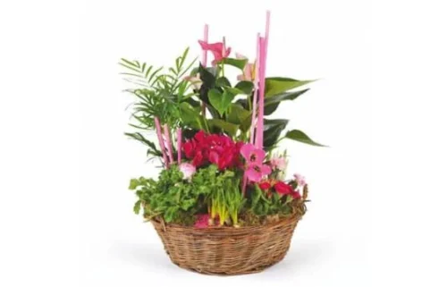 Composition De Plantes Le Jardin Des Druides