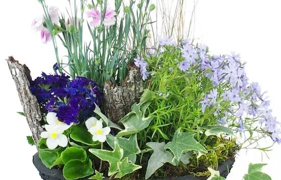 Composition De Plantes Mauve & Bleue "Dulcis" 2 Composition De Plantes Mauve & Bleue "Dulcis" – Image 2