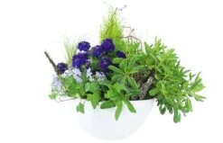 Composition De Plantes Mauve & Bleue "Naturae"