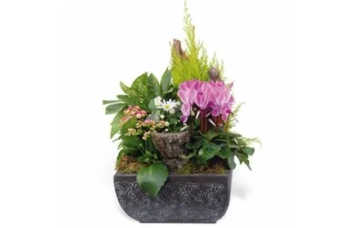 Composition De Plantes Pour Un Deuil Infini