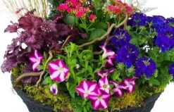 Boutique Fleur Deuil -Boutique Fleur Deuil composition de plantes rose bleue plantae 1