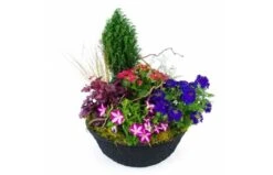 Composition De Plantes Rose & Bleue "Plantae"