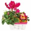 Composition De Plantes Rose-fuchsia Voyage Eternel