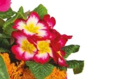 Composition De Plantes Rose-fuchsia Voyage Eternel -Boutique Fleur Deuil composition de plantes rose fuchsia voyage eternel 2