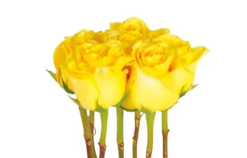 Composition De Roses Jaunes Lily -Boutique Fleur Deuil composition de roses jaunes lily 2