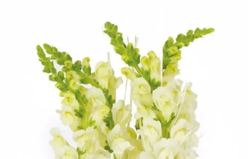 Composition Blanche Sissi 5 Composition Blanche Sissi -Boutique Fleur Deuil composition fleurs blanche sissi 2