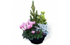 Coupe De Plantes D'extérieur