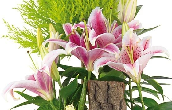 Coupe De Plantes De Deuil Symphonie 2 Coupe De Plantes De Deuil Symphonie – Image 2