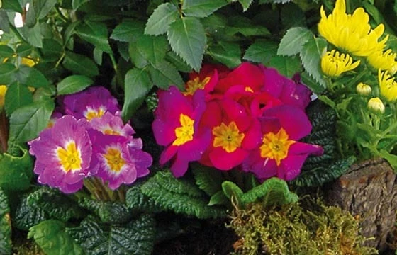 Coupe De Plantes De Deuil Symphonie 3 Coupe De Plantes De Deuil Symphonie – Image 3