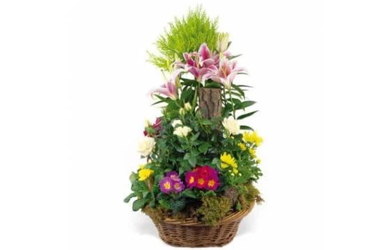 Coupe De Plantes De Deuil Symphonie 1 Coupe De Plantes De Deuil Symphonie