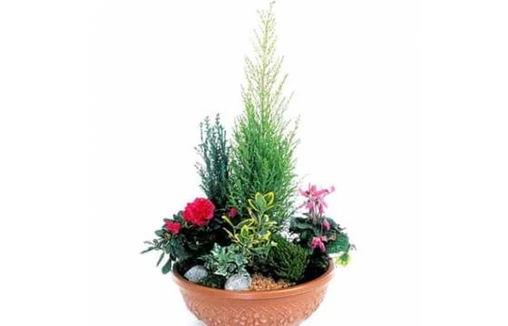 Coupe De Plantes Fuchsia & Rouge Jardin D'Eden 1 Coupe De Plantes Fuchsia & Rouge Jardin D'Eden