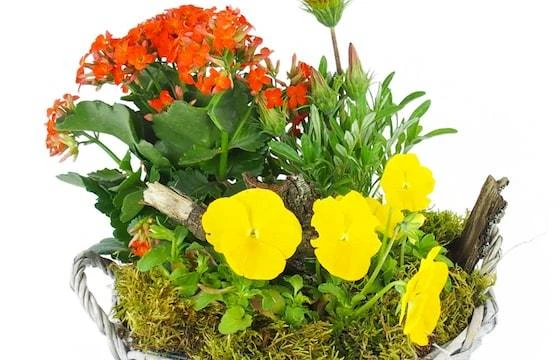 Coupe De Plantes Jaunes & Orange "Primula" 2 Coupe De Plantes Jaunes & Orange "Primula" – Image 2