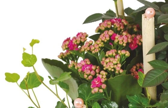 Coupe De Plantes Le Jardin D'Italie 2 Coupe De Plantes Le Jardin D'Italie – Image 2