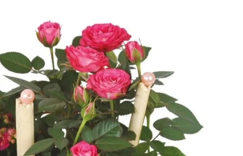 Coupe De Plantes Le Jardin D'Italie 5 Coupe De Plantes Le Jardin D'Italie -Boutique Fleur Deuil coupe de plantes le jardin d italie 2