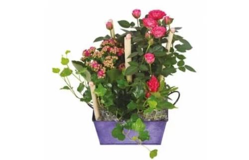 Coupe De Plantes Le Jardin D'Italie