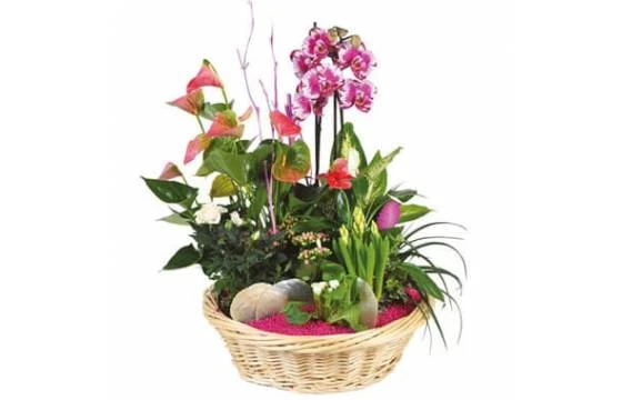 Coupe De Plantes Le Palais Des Fleurs 1 Coupe De Plantes Le Palais Des Fleurs