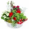 Coupe De Plantes Rouges & Blanches "Rubrum"