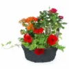 Coupe De Plantes Rouges, Orange "Calidi"