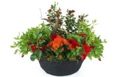 Coupe De Plantes Rouges & Oranges "Rufus"