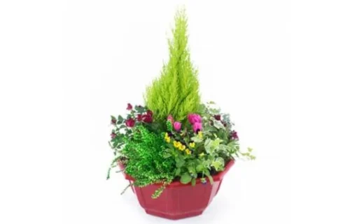 Coupe De Plantes "Tendre Pensée"