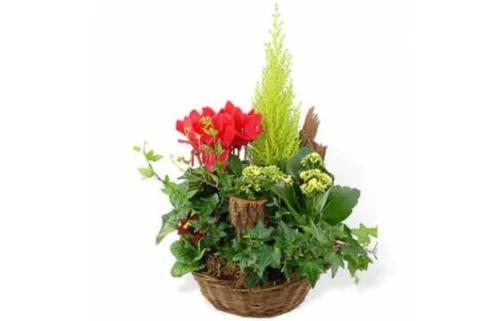 Coupe De Plantes Vertes & Rouges Rêve Floral