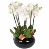 Coupe D'Orchidées Blanches Dolly