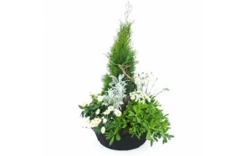 Grand Assemblage De Plantes Blanches "Caelum"