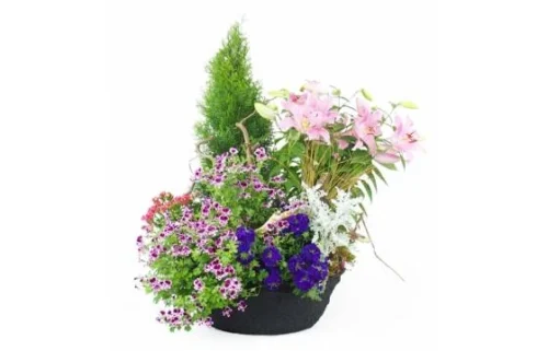 Grande Coupe De Plantes Roses "Rosea Lilium"