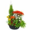 Grande Coupe De Plantes Vertes & Fleuries "Solis"