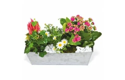 Jardinière De Plantes Roses & Blanches Calypso