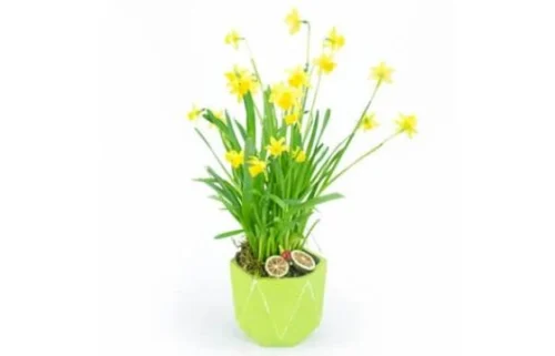 Jonquilles En Pot