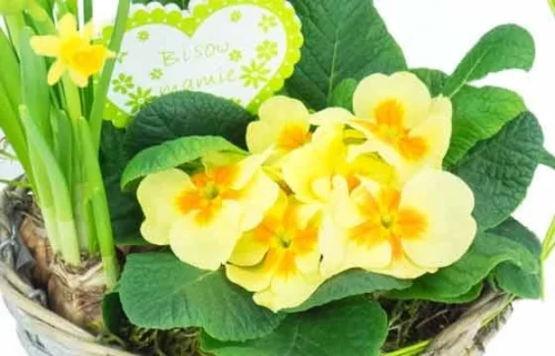 Le Panier Printanier De Jonquilles Et Primevère -Boutique Fleur Deuil le panier printanier de jonquilles et primevere 2