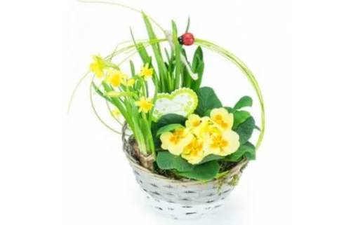 Le Panier Printanier De Jonquilles Et Primevère